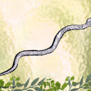 Kore Snake Wand -W101K