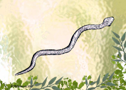 Kore Snake Wand -W101K
